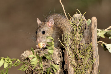 rata comiendo en el parque (Rattus rattus) Ojén Málaga España	