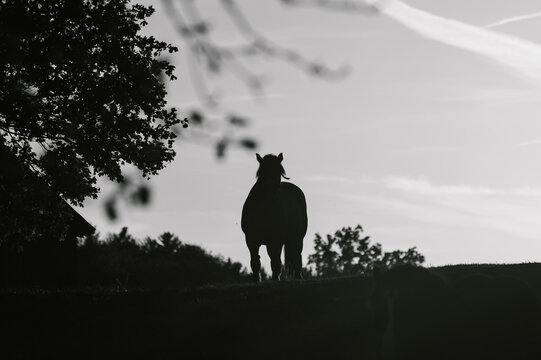 Czarno-biała konturowa sylwetka konia pasącego się o zachodzie słońca na polu