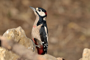 pico picapinos posado en una piedra (Dendrocopos major) pájaro carpintero Ojén Málaga España	