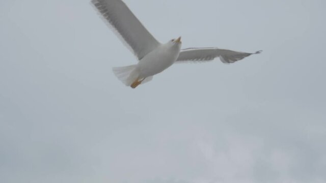 Feeding Seagulls on a Ferry in the summer. The Ferry is from Den Helder to the Dutch Island Texel. A slowmotion of a seagull flying by.