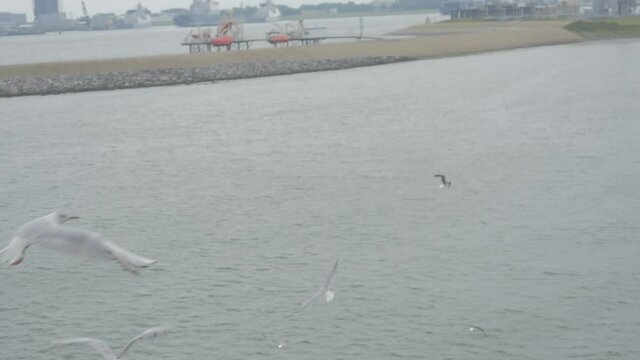 Feeding Seagulls on a Ferry in the summer. The Ferry is from Den Helder to the Dutch Island Texel. A slowmotion of a seagull catching bread.