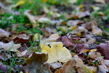 Autumn Foliage Dropped From the Trees on the Grass