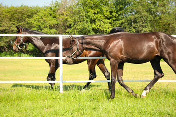 Obraz premium Dark bay horses in paddock on sunny day. Beautiful pets