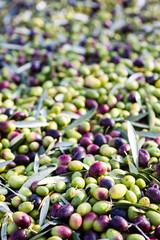 Raccolta olive verdi in Puglia