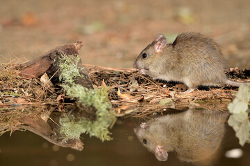 rata de campo comiendo en el bosque  (Rattus rattus) Ojén Málaga España	