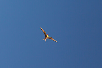 Flying common tern illuminated by the sunset
