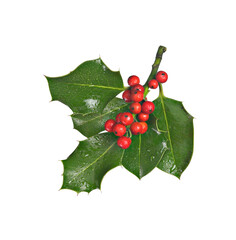 holly branch with red berries, isolated on red background