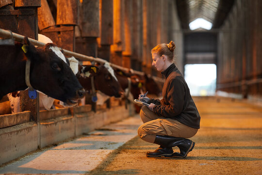 Side view portrait of young woman inspecting livestock and writing on clipboard while working at animal farm, copy space