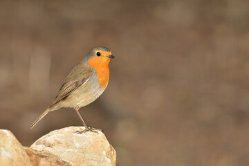 petirrojo europeo posado en una piedra del estanque del parque (Erithacus rubecula) Ojén Málaga España	