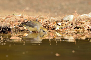 piquituerto bebiendo en la charca del parque  (Loxia curvirostra) Ojén Málaga España	