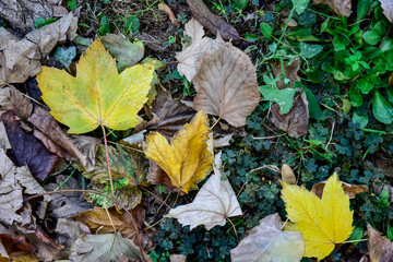 Autumn Foliage Dropped From the Trees on the Grass