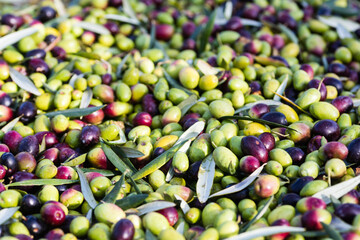 Raccolta olive verdi in Puglia