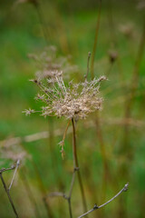 Autumn. Dried flowers at garden