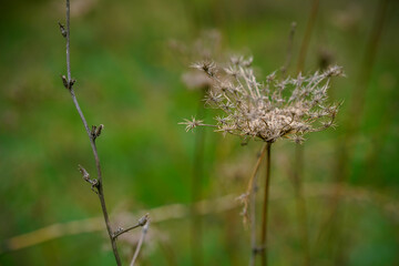 Autumn. Dried flowers at garden