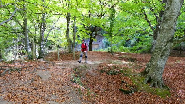 Hiker in a beechwood. Urbasa-Andia Natural Park. Navarre, Spain, Europe. 4K.