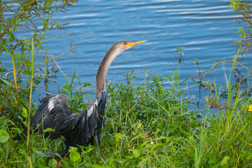 Inhinga spreading it's wings on the shore of the marsh