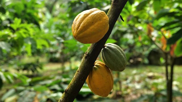 Cocoa beans yellow and green basis of chocolate in Martinique farming tropical agriculture 