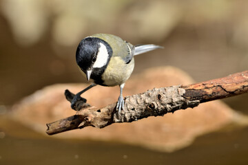 carbonero posado en una rama (Parus major) Ojén Málaga España	