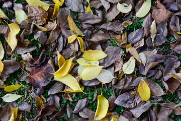 Autumn Foliage Dropped From the Trees on the Grass