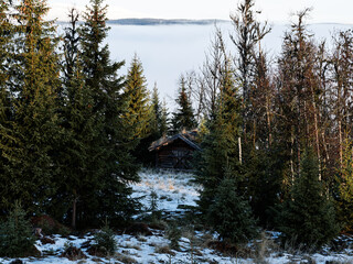 Obraz na płótnie Canvas Winter forrest with snow, sun and fog.