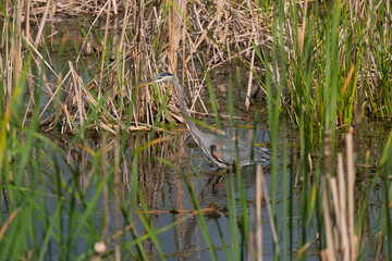 Colorful great blue heron walking in the swamp