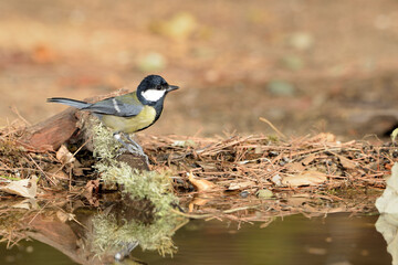 carbonero bebiendo en el estanque del parque (Parus major) Ojén Málaga España	