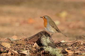 petirrojo europeo posado en una rama (Erithacus rubecula) Ojén Málaga España	