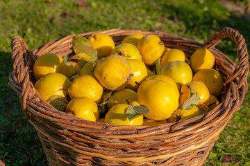 Ripe yellow quinces lie in a wicker basket against a blurred background