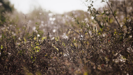 Dry grass in a field in late summer