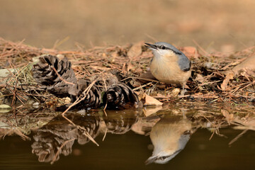 trepador azul bebiendo en el estanque del parque (Sitta europaea) Ojén Málaga España	