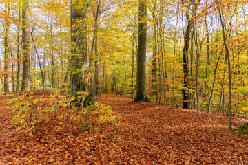 colorful autumn in the forest