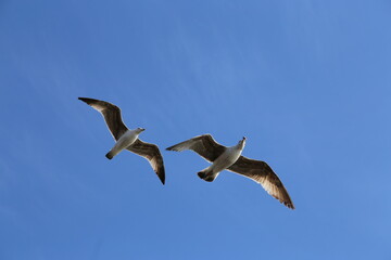 seagulls in flight