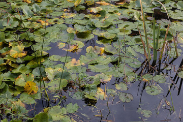 water lily