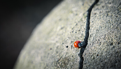 Ladybug infront of a gap on a rock