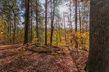 colorful autumn in the forest