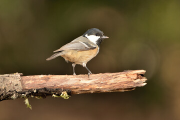 carbonero garrapino posado en una rama en el parque (Periparus ater) Ojén Málaga España 