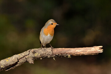 petirrojo europeo posado en una rama (Erithacus rubecula) Ojén Málaga España 