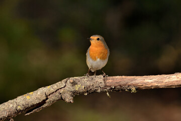 petirrojo europeo posado en una rama (Erithacus rubecula) Ojén Málaga España 