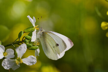 A white butterfly, a large cabbage white butterfly (Pieris brassicae), sits on a flower in a...