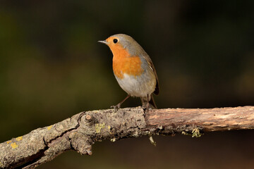 petirrojo europeo posado en una rama (Erithacus rubecula) Ojén Málaga España 