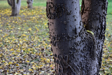 Tree Trunk With Foliage Near by Autumn