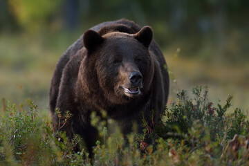 Big male bear portrait in the wild taiga