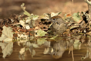 curruca capirotada bañándose en el estanque (Sylvia atricapilla) Ojén Málaga España 