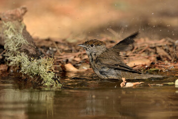 curruca capirotada bañándose en el estanque (Sylvia atricapilla) Ojén Málaga España 