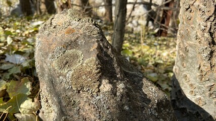 trunk of a tree