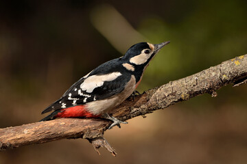 pico picapinos posado en una rama (Dendrocopos major) pájaro carpintero Ojén Málaga España 
