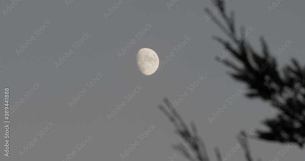 Wall mural waxing gibbous phase of the moon with a tree in the foreground