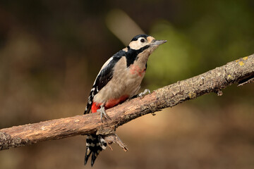 pico picapinos posado en una rama (Dendrocopos major) pájaro carpintero Ojén Málaga España 