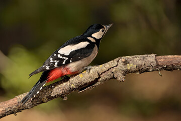 Naklejka premium pico picapinos posado en una rama (Dendrocopos major) pájaro carpintero Ojén Málaga España 