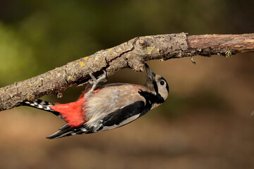 pico picapinos posado en una rama (Dendrocopos major) pájaro carpintero Ojén Málaga España 